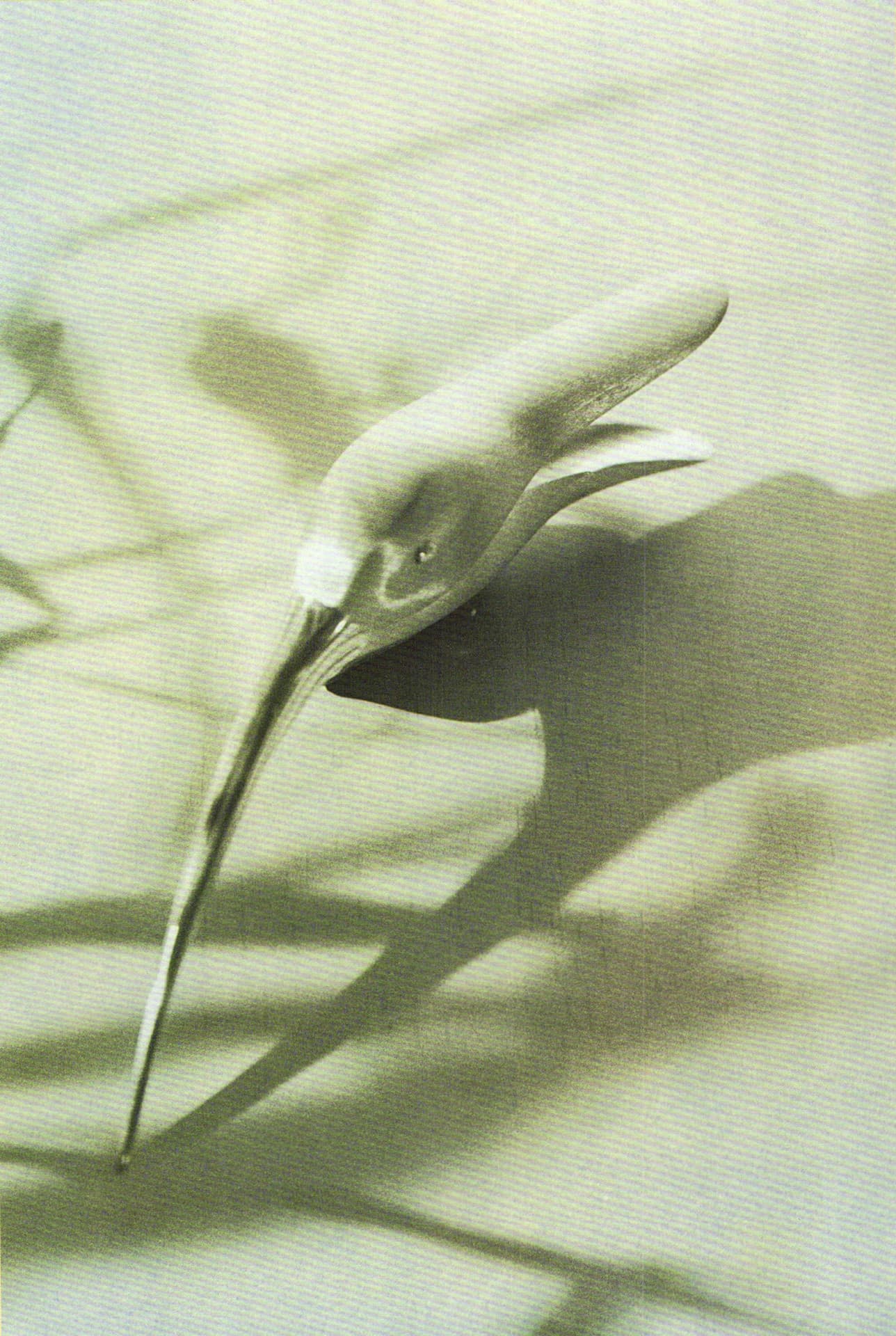 Ted Muehling: Sensual Punctuation