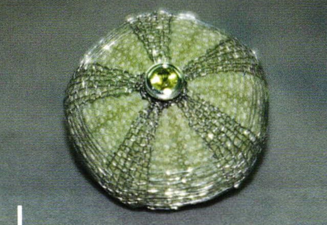 Proudly South African